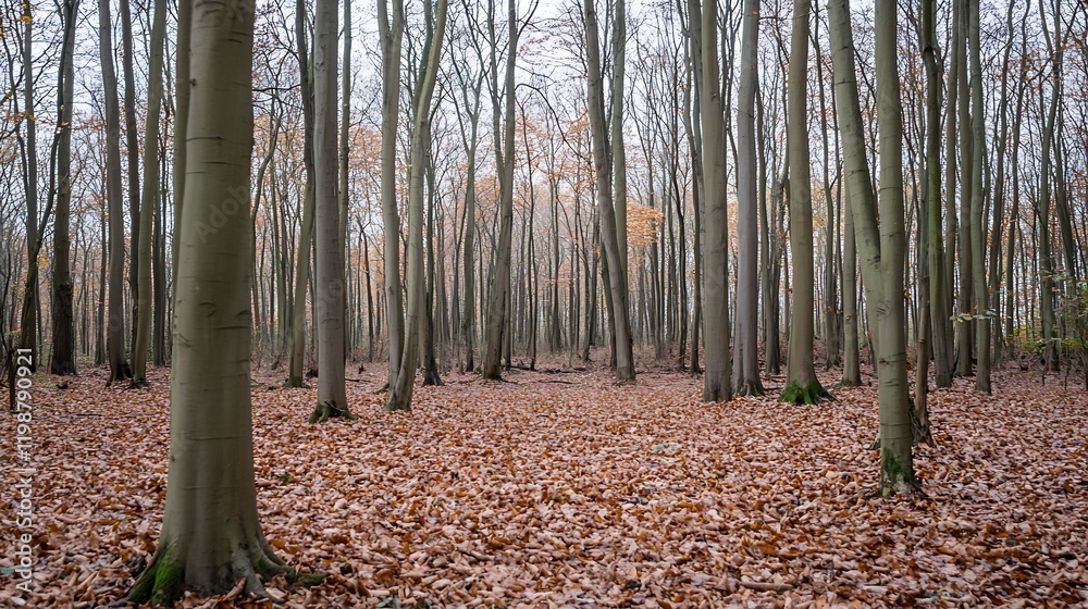 Aufkleber autumn forest with bare trees and fallen leaves covering the ground in a serene landscape : generati