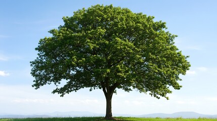 Fototapeta premium Vibrant Green Tree in Open Field with Clear Blue Sky on Warm Sunny Day : Generative AI