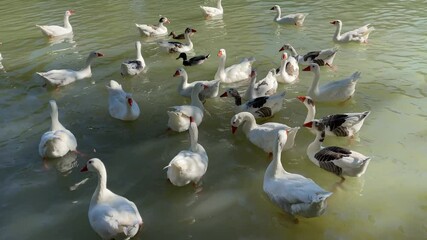Slow motion filming of a group of geese in a river, they are black and white, they also appear white and some ducks also appear, we see them pecking at the water, they are very active