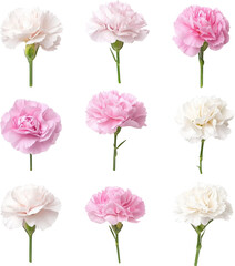 carnation flower 