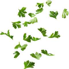 coriander falling 