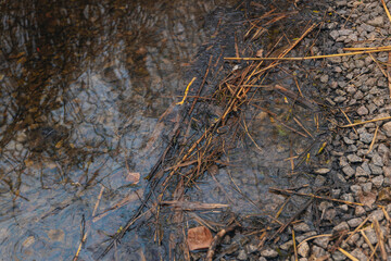 Gasoline or oil stain spill water pollution. Industrial oil fuel stain spill water pollution. Ecological disaster. Oil film pollution. Water pollution with oil, gasoline