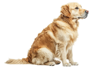 Golden retriever sitting gracefully against a plain background in a studio setting