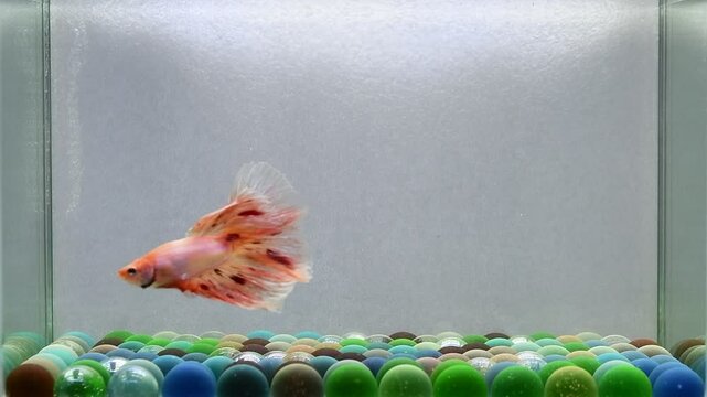 Betta fish fancy male vanda OR FIREWORK halfmoon long tails from Thailand. Multi color Siamese fighting fish isolated on grey background.