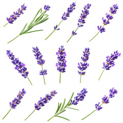 Fototapeta premium purple lavender