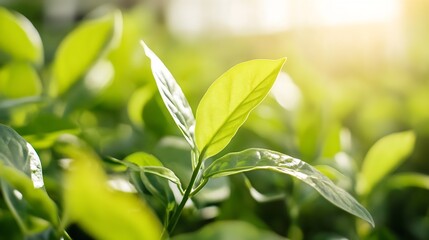Obraz premium Fresh Green Tea Leaves in a Bright Sunlit Plantation Closeup : Generative AI