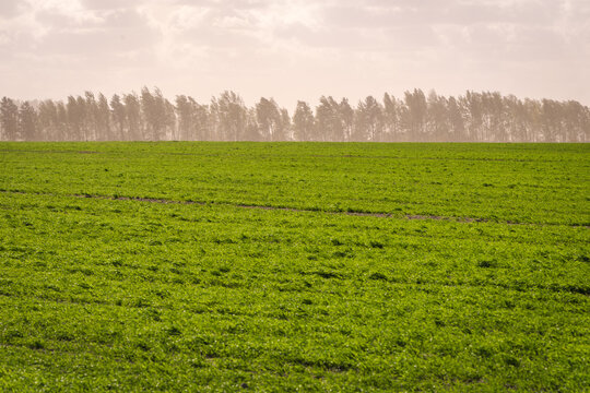 Sandstorm on a farm green field.
