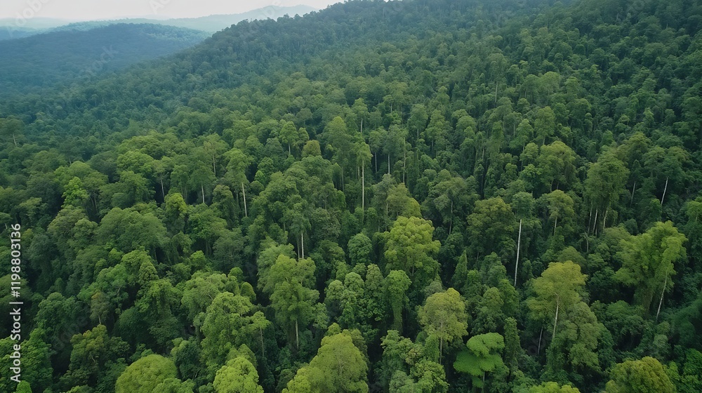 Poster expansive green rainforest canopy view from above with dense vegetation : generative ai