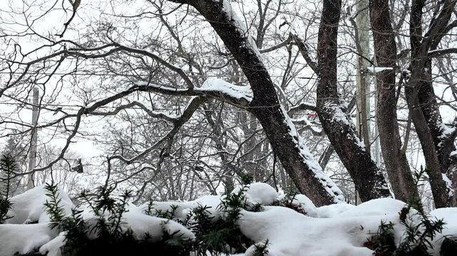 snow falling on tree and bushes