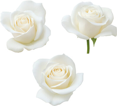 white rose  - Powered by Adobe