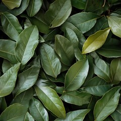 Obraz premium A beautiful arrangement of lush green leaves creates a serene and calming background. Perfect for design projects, wallpapers, or ecological themes.