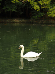 White swan, mute. Australian white swan swims in the water