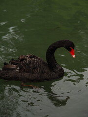 Fototapeta premium Black swan, mute. Australian black swan swims in the water