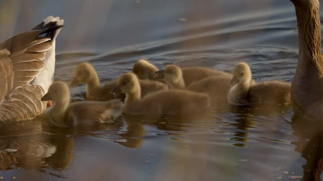 Slow-motion footage of goslings and their parents enjoying time near the pond in spring.