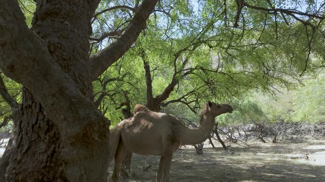A free range camel in the shade of the trees at Wadi Darbat, Oman - reveal from behind a tree