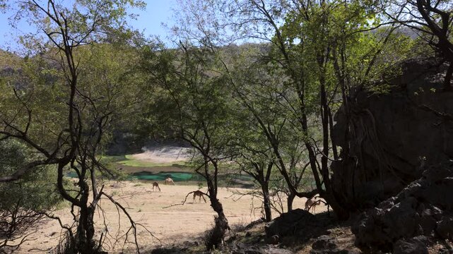 Picturesque Wadi Darbat oasis with free range camels grazing along the banks of the turquois river - wide angle landscape