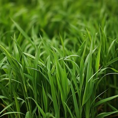 Obraz premium Close-up of vibrant green grass blades, showcasing nature's freshness and tranquility.