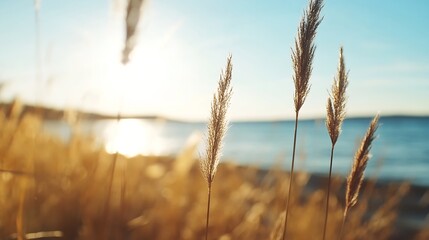 Fototapeta premium Serene Coastal Sunset with Golden Grass Stems by the Ocean Shore : Generative AI