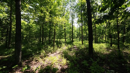 Obraz premium Sunlit Green Forest with Leafy Ground Cover and Tall Trees in Springtime Landscape : Generative AI