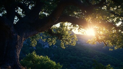 Fototapeta premium Golden Sunset Over Hills Through Majestic Tree Branches Enhancing Nature's Dramatic Beauty : Generative AI