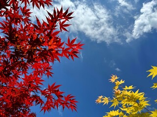Red and yellow maple leaves on blue sky. 