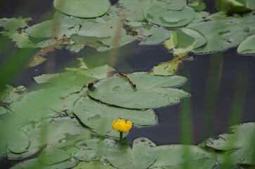 Yellow water lily grows in a pond