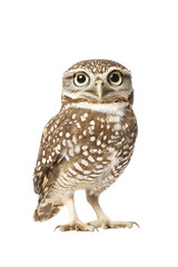 Fototapeta premium an owl, isolated on a transparent background, portrait-oriented, close-up photography