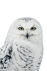 Obraz premium an owl, isolated on a transparent background, portrait-oriented, close-up photography