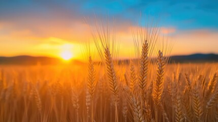Fototapeta premium Golden Wheat Sunset Field Harvest