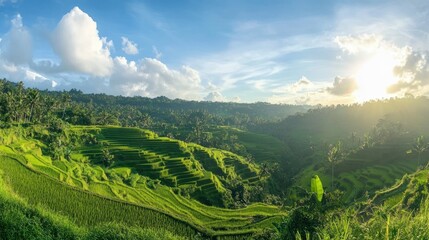 Fototapeta premium A lush green rice terrace with intricate layers, golden sunlight illuminating the landscape under a crisp blue sky.