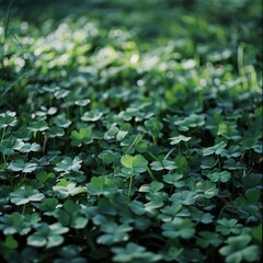 Lush Green Clover Covering Ground in Natural Outdoor Setting