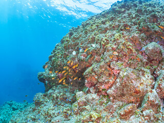 ウミトサカ（ソフトコーラル）他が生えるドロップオフのキンギョハナダイ（ハナダイ亜科）ソラスズメダイ（スズメダイ科）他群れ
英名学名：
Sea Goldie (Pseudanthias squamipinnis)
Heavenly Damselfish (Pomacentrus coelestis)
Alcyonacea
静岡県伊豆半島賀茂郡南伊豆町中木ヒリゾ浜2024年
