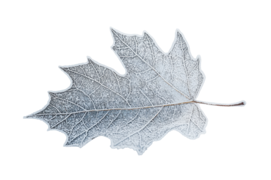 Frost-covered maple leaf resting on a white surface during winter season