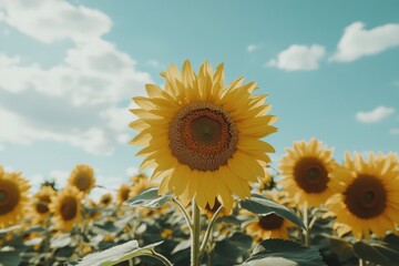 Fototapeta premium Field of sunflowers under blue sky