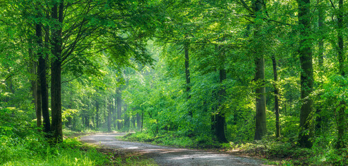 Panorama of Footpath through Sunny Green Beech Forest in Spring