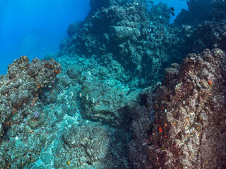 美しいツノダシ（ツノダシ科）の小群他。
英名学名：Moorish Idol (Zanclus cornutus)
静岡県伊豆半島賀茂郡南伊豆町中木ヒリゾ浜2024年
