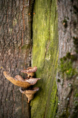 Obraz premium tree trunk with moss and mushrooms