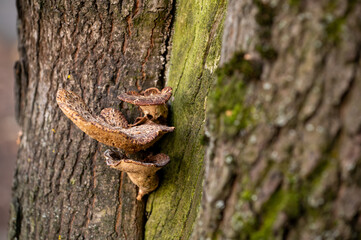close up mushrooms on tree bark in forest
