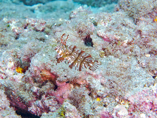 可愛いオビテンスモドキ（ベラ科）の幼魚他。
英名学名：Rockmover wrasse, Novaculichthys taeniourus

静岡県伊豆半島賀茂郡南伊豆町中木ヒリゾ浜2024年
