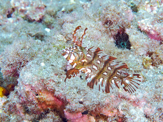 可愛いオビテンスモドキ（ベラ科）の幼魚他。
英名学名：Rockmover wrasse,...