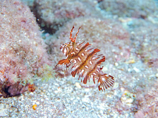 可愛いオビテンスモドキ（ベラ科）の幼魚他。
英名学名：Rockmover wrasse,...