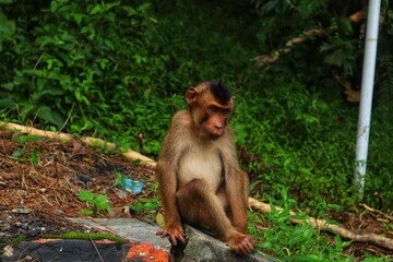 Kra monkey (Macaca fascicularis) Parapat road bridge, North Sumatra.
