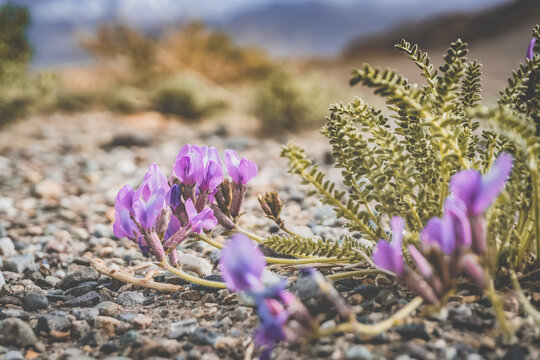 Purple flower in macro, a brightly colored plant grows in the highlands of the Tien Shan in the Pamirs, for the background