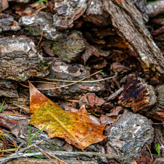 Morning mist condensed water drops on a leaf and tree bark pieces laid on the ground. Autumn has come once again.