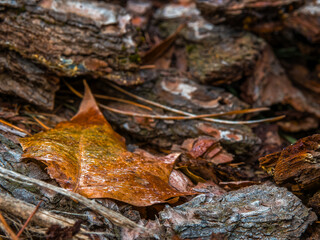 Morning mist condensed water drops on a leaf and tree bark pieces laid on the ground. Autumn has come once again.