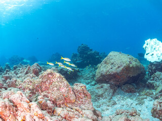 美しいアカヒメジ、ホウライヒメジ（ヒメジ科）他の群れ。
英名学名：Yellowfin goatfish (Mulloidichthys vanicolensis)
Whitesaddle goatfish, Parupeneus ciliatus
静岡県伊豆半島賀茂郡南伊豆町中木ヒリゾ浜2024年

