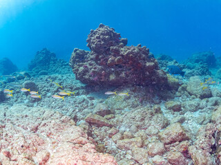 美しいアカヒメジ、ホウライヒメジ（ヒメジ科）他の群れ。
英名学名：Yellowfin goatfish (Mulloidichthys vanicolensis)
Whitesaddle goatfish, Parupeneus ciliatus
静岡県伊豆半島賀茂郡南伊豆町中木ヒリゾ浜2024年
