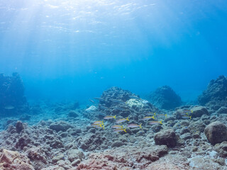 美しいアカヒメジ、ホウライヒメジ（ヒメジ科）他の群れ。
英名学名：Yellowfin goatfish (Mulloidichthys vanicolensis)
Whitesaddle goatfish, Parupeneus ciliatus
静岡県伊豆半島賀茂郡南伊豆町中木ヒリゾ浜2024年
