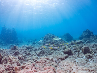 美しいアカヒメジ、ホウライヒメジ（ヒメジ科）他の群れ。
英名学名：Yellowfin goatfish (Mulloidichthys vanicolensis)
Whitesaddle goatfish, Parupeneus ciliatus
静岡県伊豆半島賀茂郡南伊豆町中木ヒリゾ浜2024年
