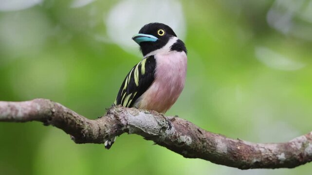 Cute bird of Black-and-yellow broadbill perching on tree branch